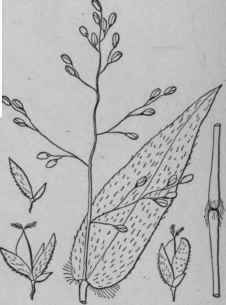 75 Panicum Boscii Poir Bosc s Panic Grass 385
