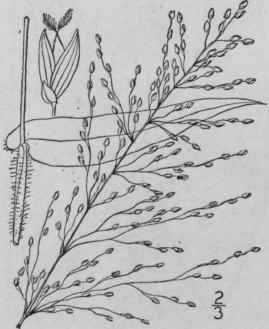 76 Panicum Clandestinum L Corn Grass Deer Tongue G 386