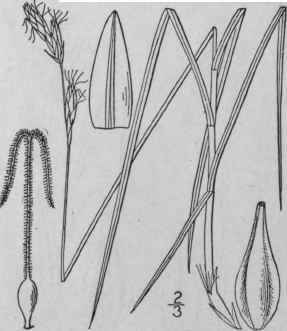 79 Carex Praticola Rydb Northern Meadow Sedge 946