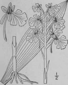 8 Blephariglottis Peramoena A Gray Rydb Fringeless 1380