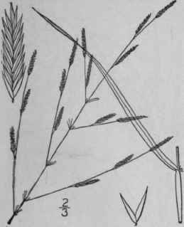 8 Eragrostis Pectinacea Michx Steud Purple Love Gr 579