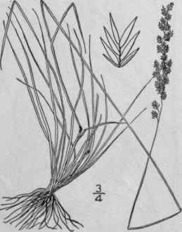 8 Festuca Capillata Lam Filiform Fescue Grass 655