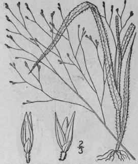 8 Panicum Philadelphicum Bernh Wood Witch Grass 318