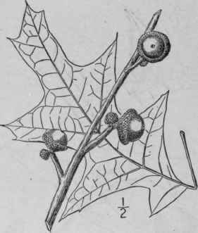 8 Quercus Triloba Michx Spanish Or Water Oak 1522