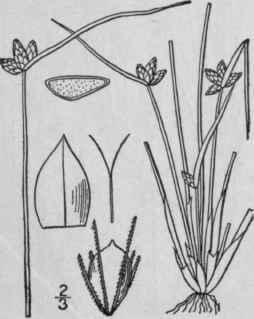 8 Scirpus Debilis Pursh Weak Stalked Club Rush 808