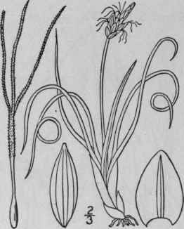 88 Carex Supina Willd Weak Arctic Sedge 956