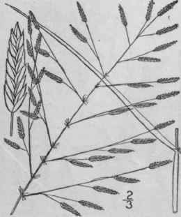 9 Eragrostis Refracta Muhl Scribn Meadow Love Gras 580