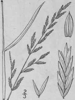 9 Festuca Elatior L Tall Or Meadow Fescue Grass 656