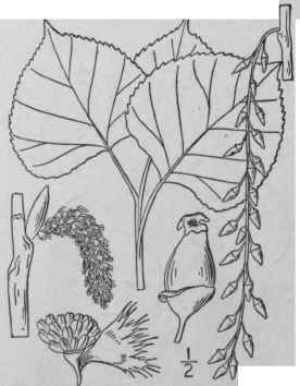9 Populus Nigra L Black Poplar Willow Poplar 1449