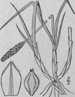 91 Carex Scirpoidea Michx Scirpus Like Sedge 958
