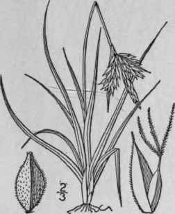 92 Carex Caryophyllea Latourrette Vernal Sedge 959