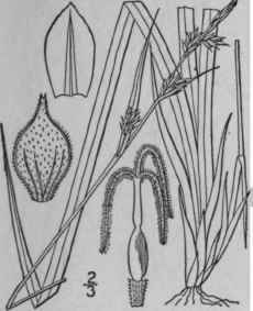 93 Carex Communis Bailey Fibrous Rooted Sedge 960