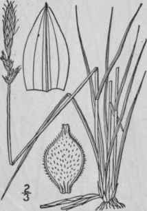94 Carex Pennsylvanica Lam Pennsylvania Sedge 961