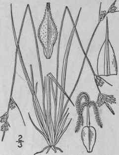 94 Carex Pennsylvanica Lam Pennsylvania Sedge 962