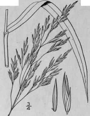 94 Scolochloa Link Hort Berol 1 136 1827 630