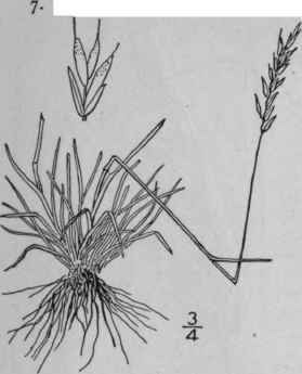 Festuca Brachyphylla Schultes Short Leaved Fescue  654