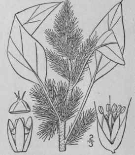 1 Amaranthus Retroflexus L Green Amaranth Red Root 1