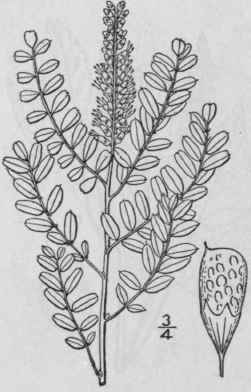 1 Amorpha Frutic Sa L False Or Bastard Indigo Rive 847