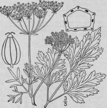 1 Apium Petroselinum L Common Or Garden Parsley Ac 1483