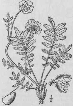 1 Argentina Anserina L Rydb Silver Weed Wild Or Go 591