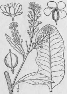 1 Armoracia Armor Cia L Britton Horseradish 376