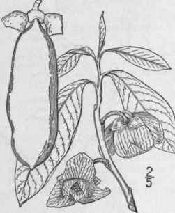 1 Asimina Adans Fam Pl 2 365 1763 193