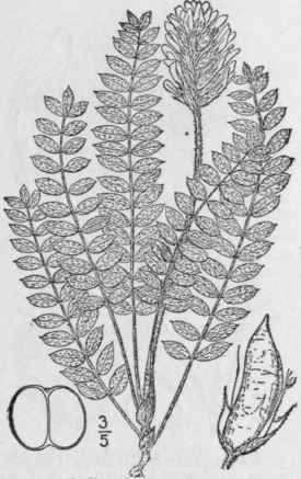 1 Astragalus Mollissimus Torr Woolly Loco Weed Or  876