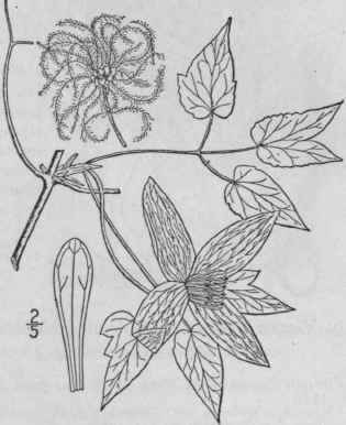 1 Atragene Americ Na Sims Purple Virgin s Bower 296