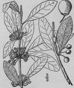 1 Bumelia Lycioides L Pers Southern Or Carolina Bu 1648