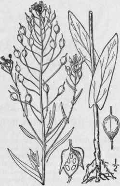 1 Camelina Sativa L Crantz Gold Of Pleasure False  362