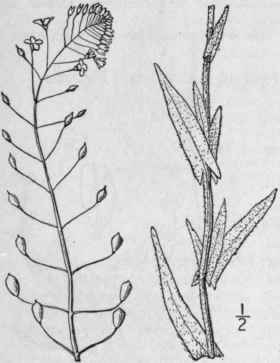 1 Camelina Sativa L Crantz Gold Of Pleasure False  363