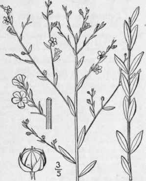 1 Cathartolinum Striatum Walt Small Ridged Yellow  1019