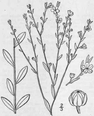 1 Cathartolinum Striatum Walt Small Ridged Yellow  1020