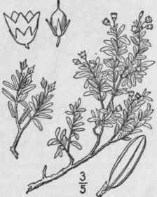 1 Chamaecistus Proc Mbens L Kuntze Alpine Or Trail 1569