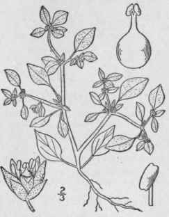 1 Cladothrix Lanuginosa Nutt Cladothrix 15