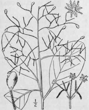 1 Cotinus Americ Nus Nutt Wild Or American Smoke T 1126