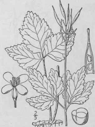 1 Dentaria Lacini Ta Muhl Cut Leaved Toothwort Or  436