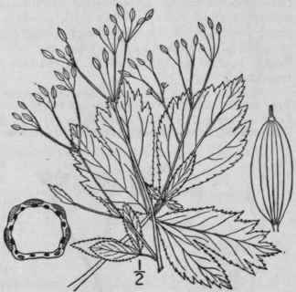 1 Deringa Canadensis L Kuntze Honewort 1457