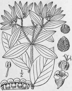 1 Dichrophyllum Marginatum Pursh Kl Garcke White M 1090