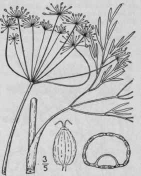 1 Eulophus Americ Nus Nutt Eastern Eulophus 1510
