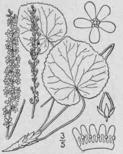 1 Galax Aph 7923 Lla L Galax Galaxy Beetle Weed 1622