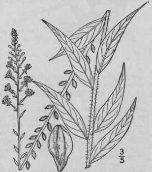 1 Gaura Parvifl Ra Dougl Small Flowered Gaura 1410