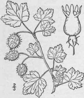 1 Grossularia Cyn Sbati L Mill Wild Gooseberry Dog 547
