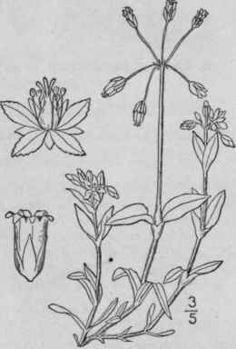 1 Holosteum Umbellatum L Jagged Chickweed 114