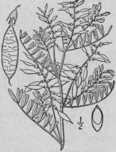 1 Homalobus Ten Llus Pursh Britton Loose Flowered  898