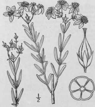 1 Hypericum Scyron L Great Or Giant St John s Wort 1224