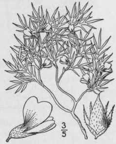 1 Kentrophyta Mont Na Nutt Prickly Milk Vetch 900