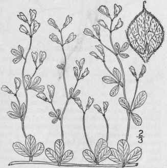1 Lespedeza R Pens L Bart Creeping Bush Clover 939
