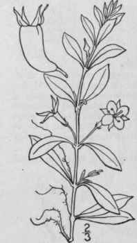 1 Ludwigiantha Arcuata Walt Small Long Stalked Lud 1357