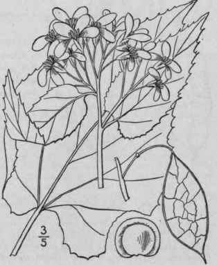 1 Lunaria Rediviva L Perennial Satin Pod Or Satin  442